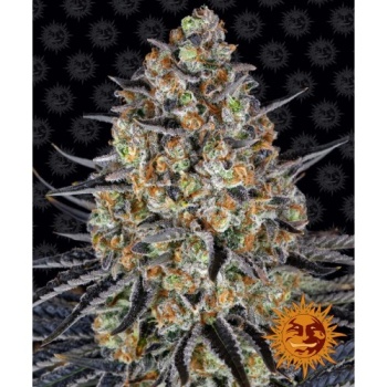 LSD fem