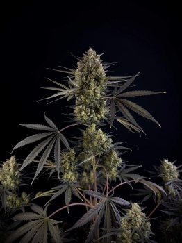 Pound Cake Auto autofem