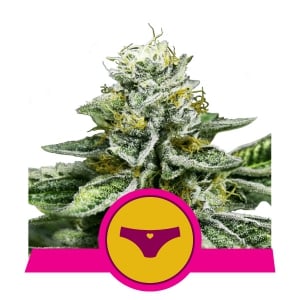 Sherbet Queen fem