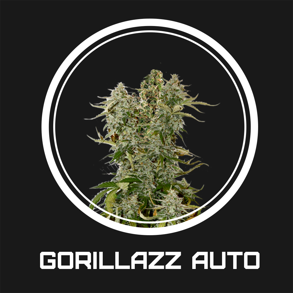 Gorillazz Auto