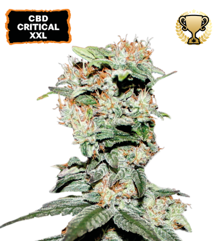 CBD Critical XXL Auto autofem