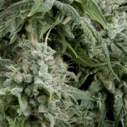 Auto Northern Ligths CBD autofem