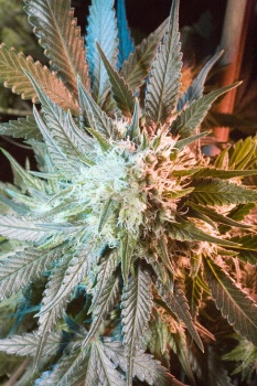 Massive Haze fem