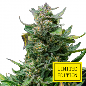 Critical Herer genetics fem