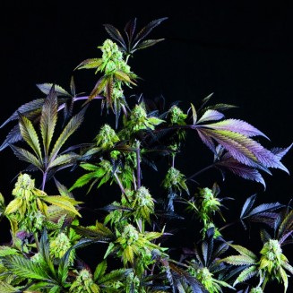 Sunset Sherbet fem