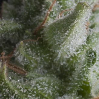 Auto Shark autofem