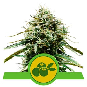 Haze Berry Auto autofem
