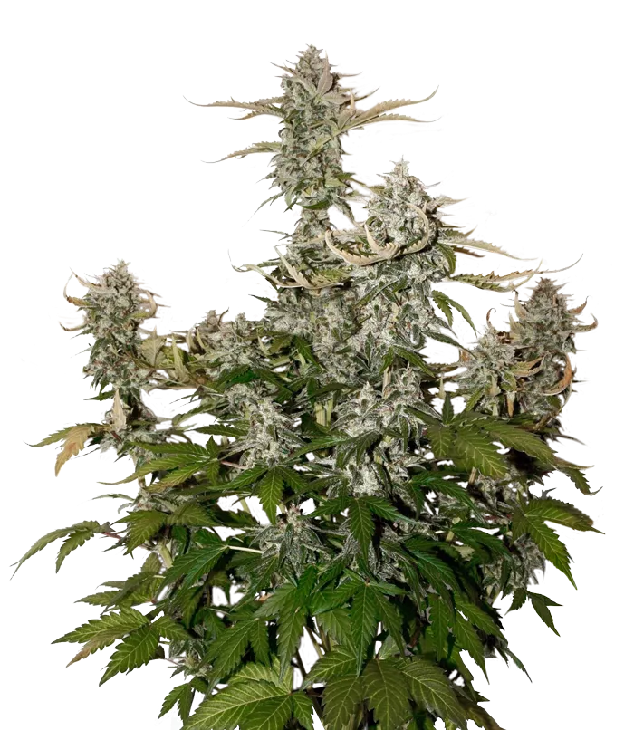 Candy Dawg Auto autofem