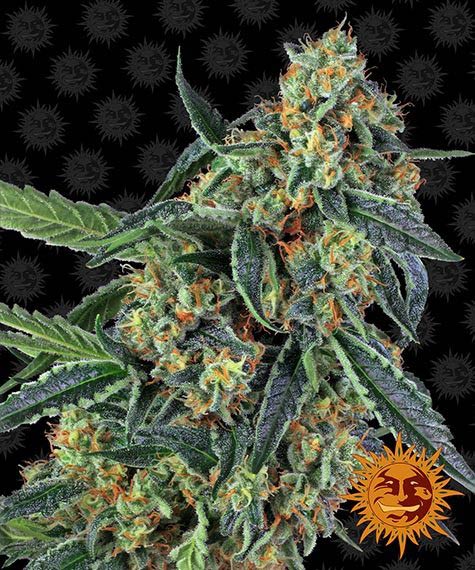 Cookies Kush fem