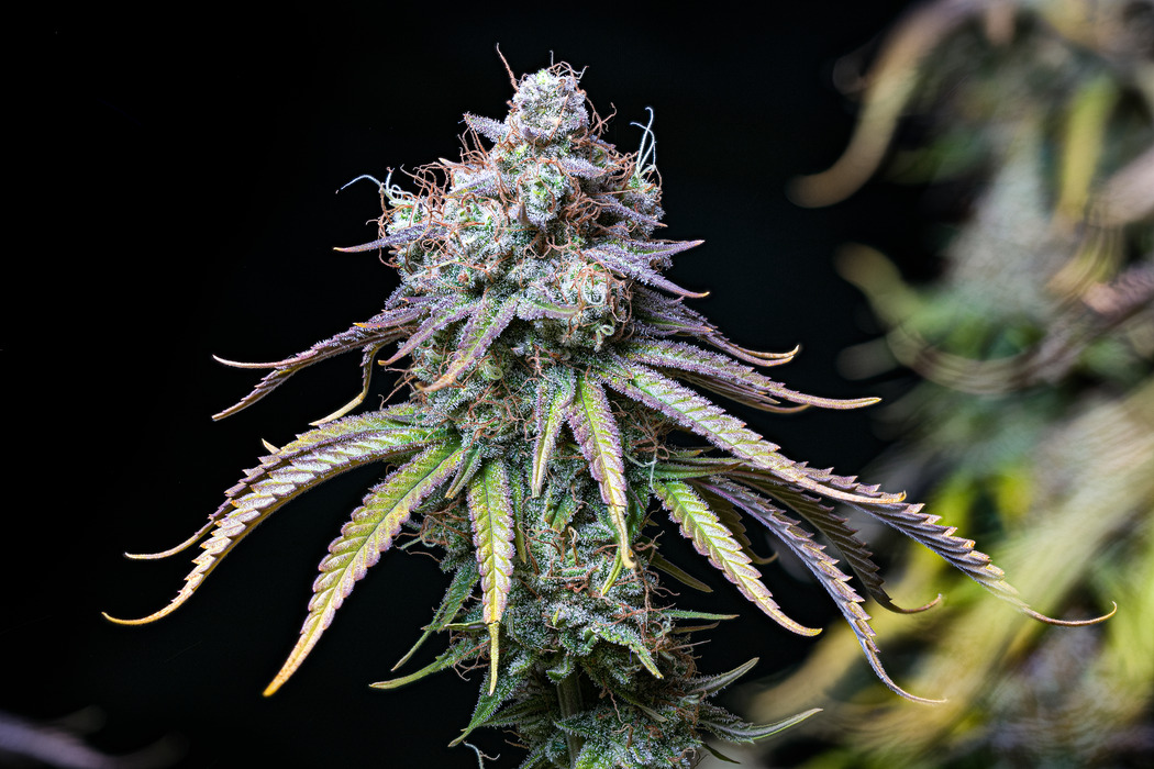 CBD Northern Lights fem