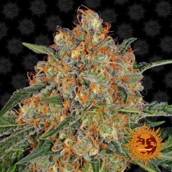 Orange Sherbert fem