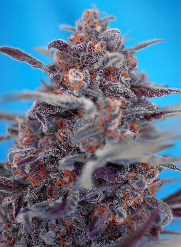 Devil Cream Auto autofem