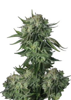 Original Auto Moby Dick autofem