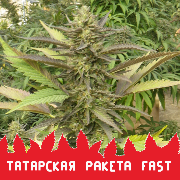Татарская Ракета Fast fem