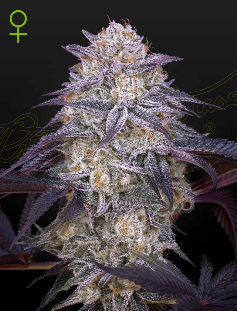 King's Juice Auto autofem