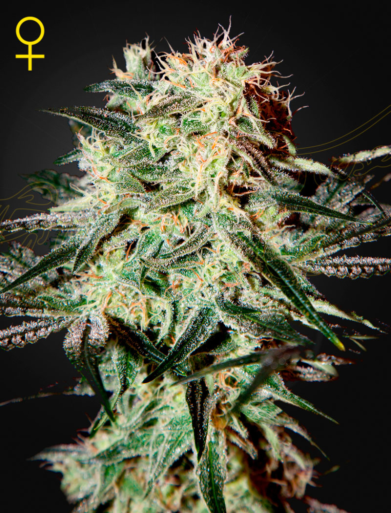Arjan's Strawberry Haze (Feminised) fem