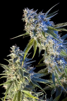 Early Kush fem