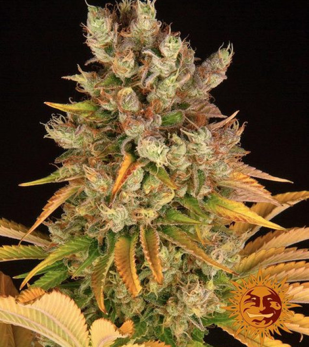 GMO fem