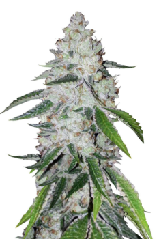 West Coast O.G. autofem