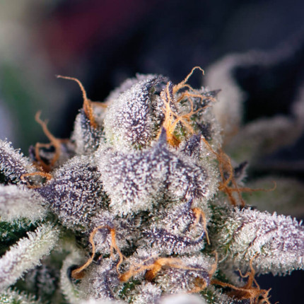Auto Cookies USA autofem