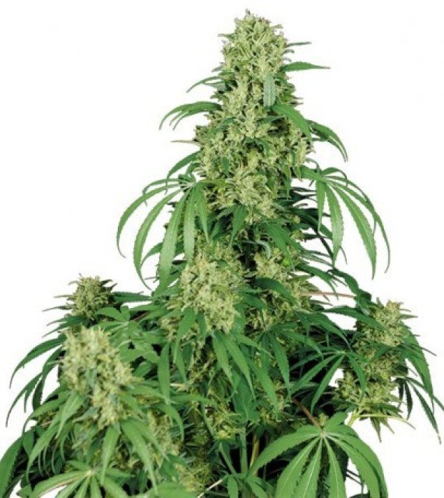 Calamity Jane Auto autofem