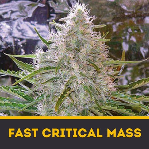 Critical Mass Fast fem