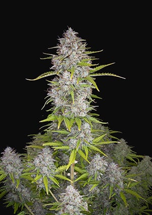 Orange Sherbet Auto autofem