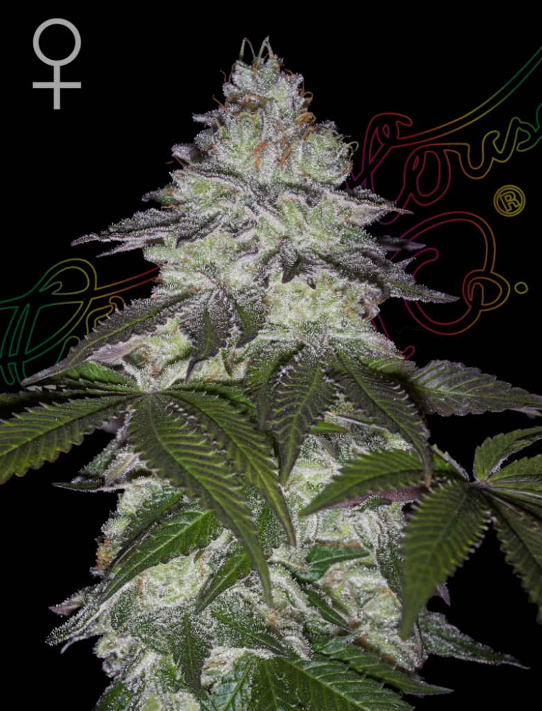 Milky Dreams (Feminised) fem