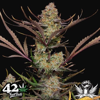 Apple Strudel Auto autofem