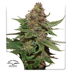 Strawberry Cough fem