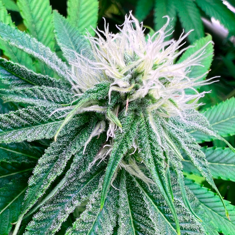 Banana Dessert S1 fem