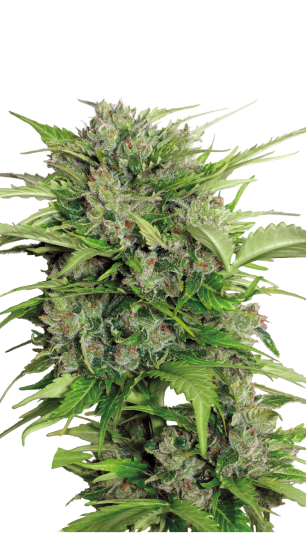 Auto AK-47 autofem