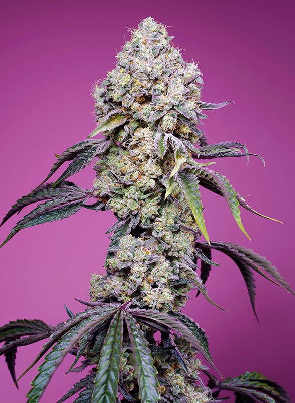 Sweet Mandarine Zkittlez F1 Fast Version fem