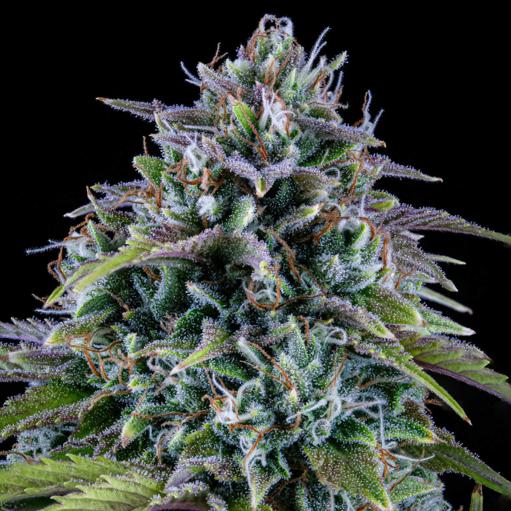 Gold Glue Auto autofem