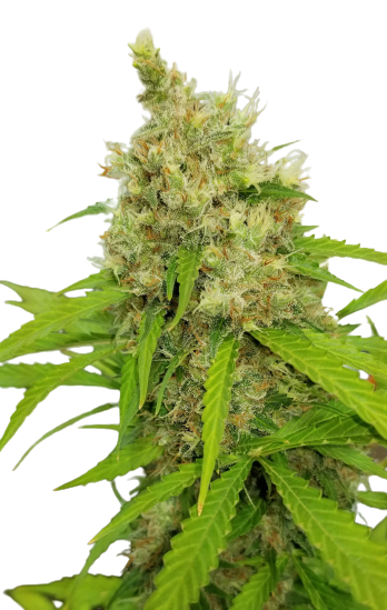 Auto Mass genetics autofem