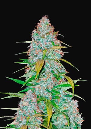 Californian Snow autofem