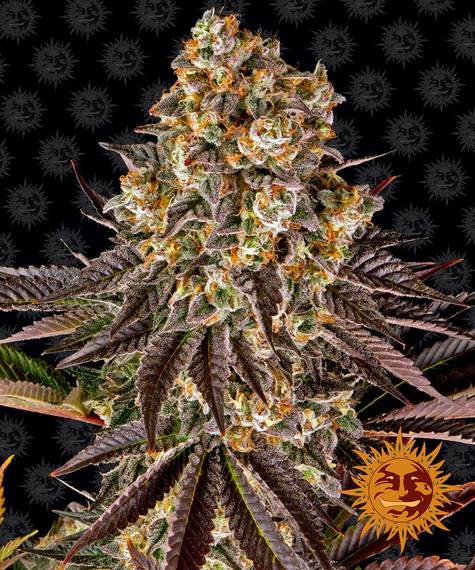 Gelato #45 fem