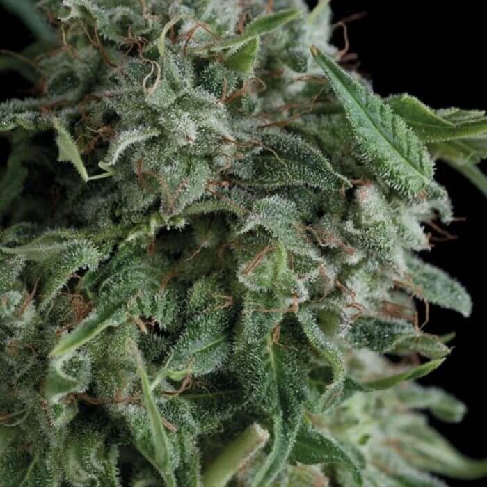 AK 74 fem