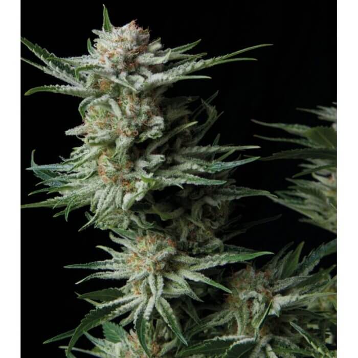 Patagonia Auto autofem