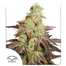 Auto Night Queen autofem
