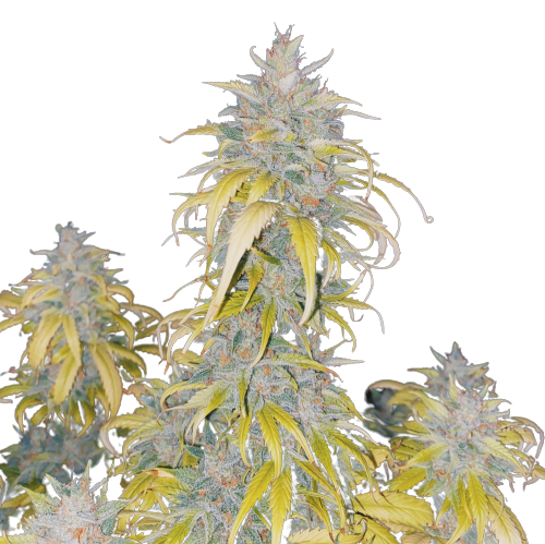 Auto White Devotcka genetics autofem