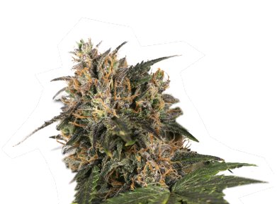 Blackberry Gum fem