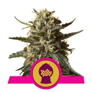 Bubblegum XL fem