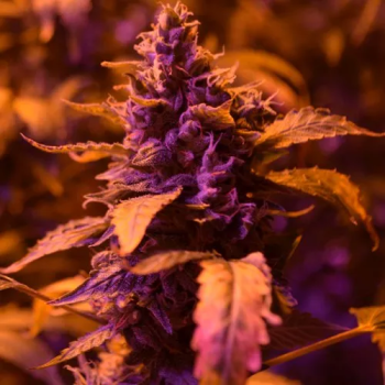 Purple Ryder autofem
