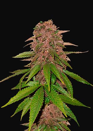 C4 autofem