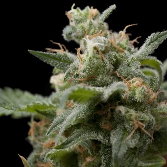 Super Hash fem
