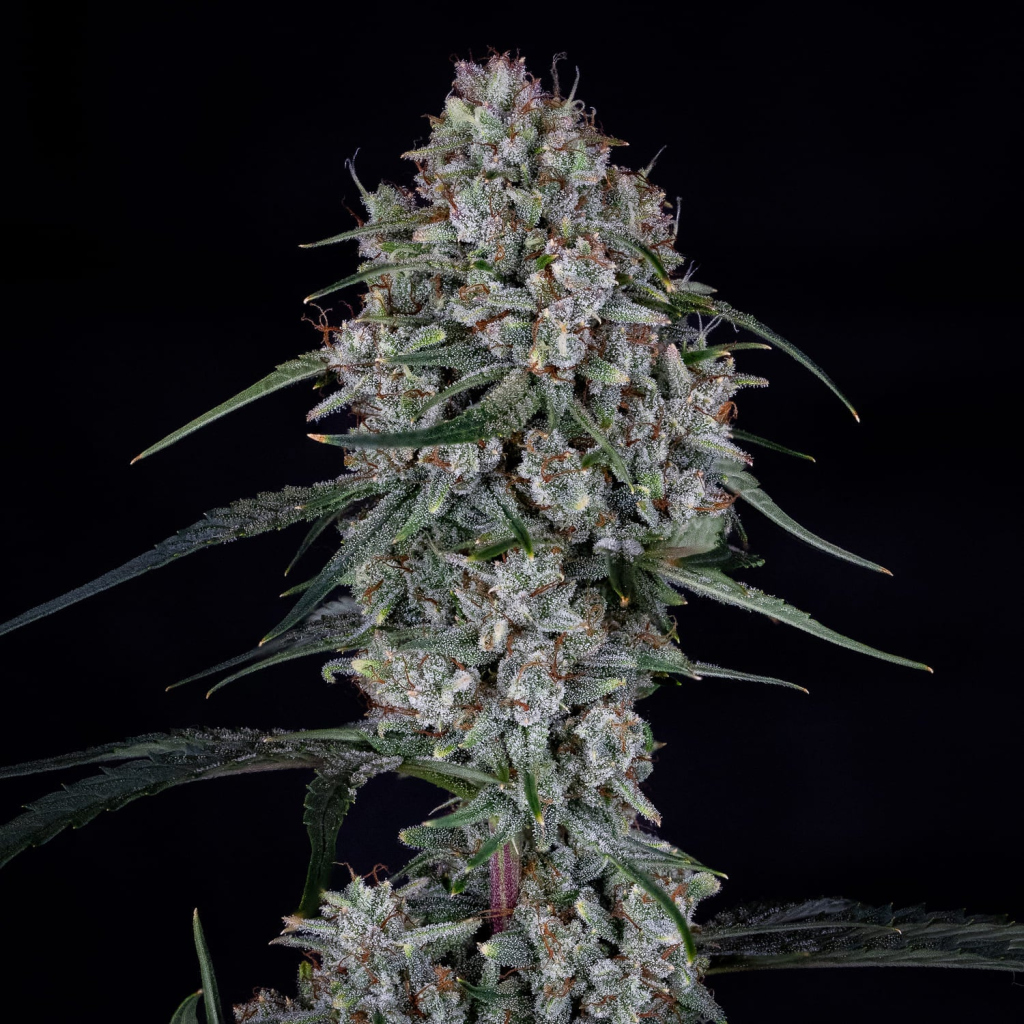 Skylar White Auto autofem