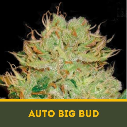 Auto Big Bud autofem