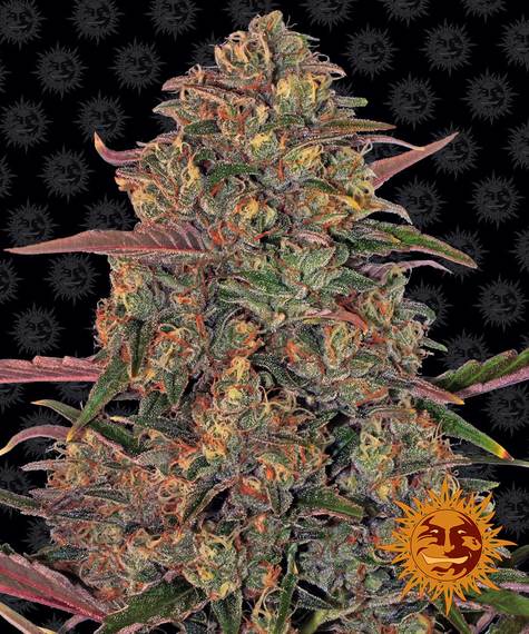 Pineapple Chunk fem