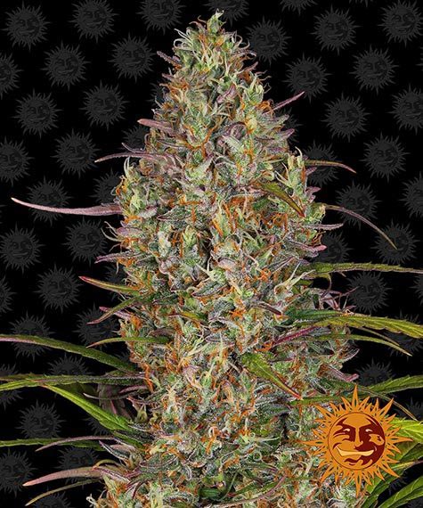 Glue Gelato Auto autofem